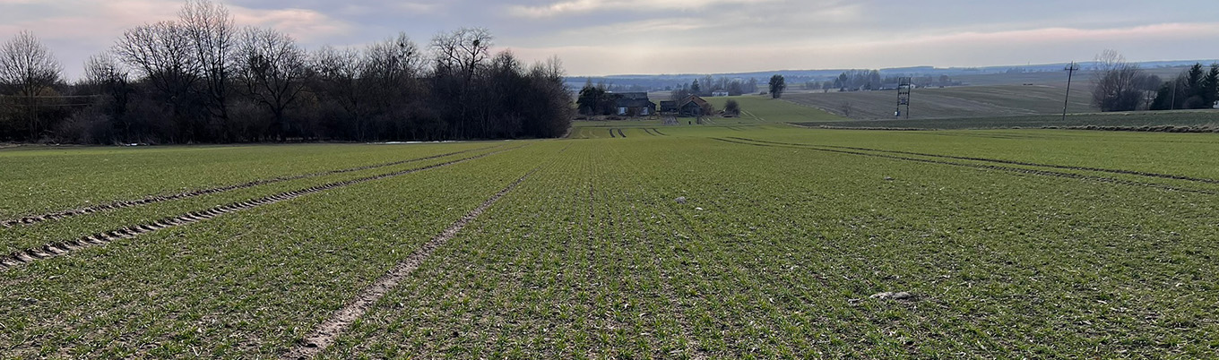 I Wiosenna lustracja pszenicy w Bychawie